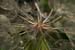 <i>Tragopogon porrifolius</i>, Weldon Springs NA, Mo., c. 2004-06 (Canon 10D, ISO: 200, 77mm, 1/431 at F11.3)