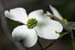 <i>Cornus florida</i>, Little Lost Creek NA, Mo., c. 2005-04 (Canon 10D, ISO: 100, 78mm, 1/4096 at F3.7)