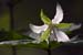 <i>Trillium flexipes</i>, Weldon Springs NA, Mo., c. 2005-04 (Canon 10D, ISO: 100, 465mm, 1/279 at F5.7)