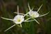 <i>Hymenocallis liriosme</i>, Brazos Bend SP, Tx., c. 2007-03 (Canon 10D, ISO: 100, 465mm, 1/939 at F5.7)