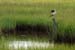 Galveston, Tx., c. 2007-06 (Canon 10D, ISO: 100, 388mm, 1/108 at F5.7)