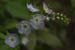 <i>Phacelia purshii</i>, Washington SP, Mo., c. 2008-05 (Canon 10D, ISO: 200, 78mm, 1/362 at F8.0)