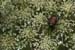<i>Daucus carota</i>, Shaw Arboretum, Mo., c. 2008-06 (Canon 10D, ISO: 200, 78mm, 1/140 at F13.5)