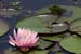 <i>Nymphaea odorata</i>, Shaw Arboretum, Mo., c. 2004-06 (Canon 10D, ISO: 100, 465mm, 1/64 at F22.6)