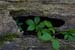 <i>Parthenocissus quinquefolia</i>, Weldon Springs NA, Mo., c. 2004-06 (Canon 10D, ISO: 100, 132mm, 1.3 at F16)